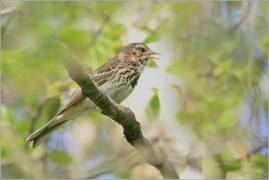 <p>LINDUŠKA LESNÍ (Anthus trivialis) /Tree pipit - Baumpieper/</p>